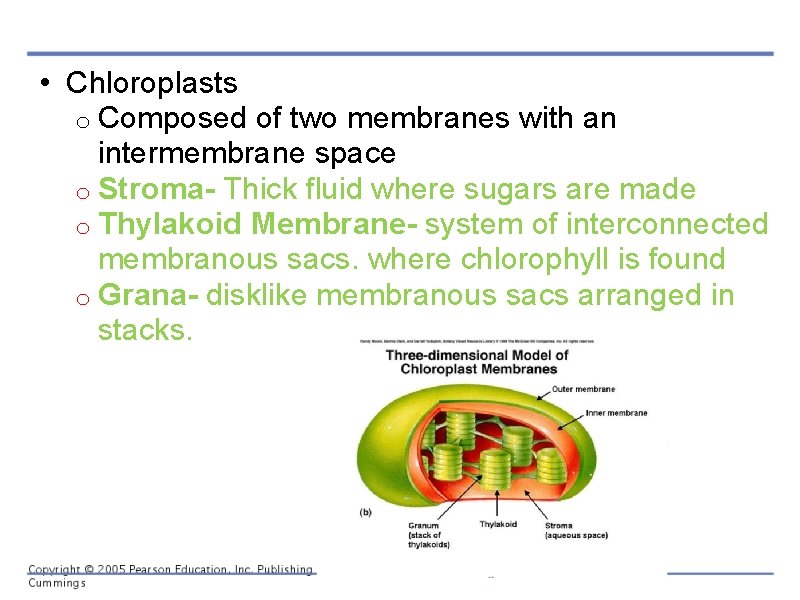 • Chloroplasts o Composed of two membranes with an intermembrane space o Stroma-