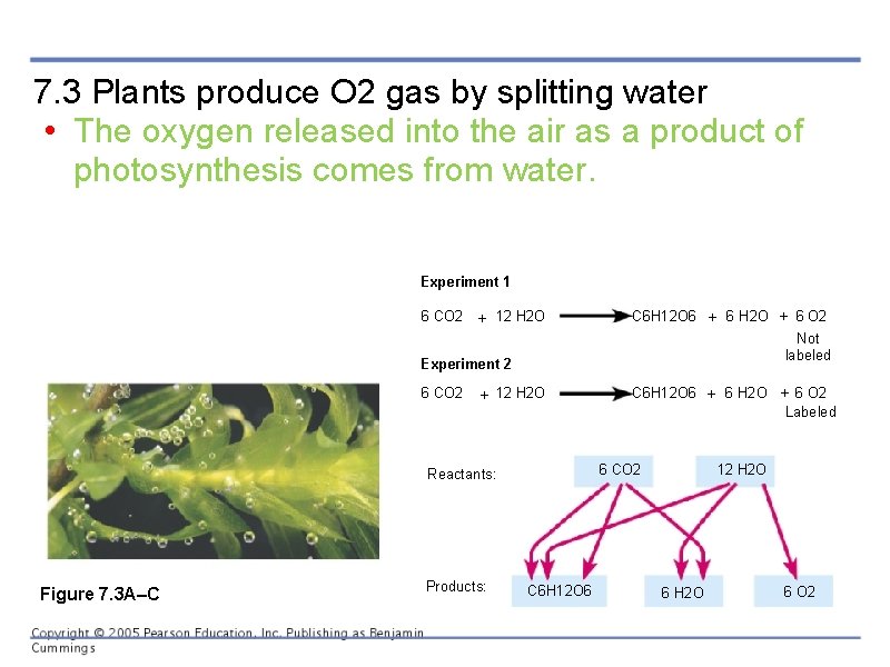 7. 3 Plants produce O 2 gas by splitting water • The oxygen released