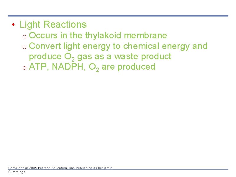  • Light Reactions o Occurs in the thylakoid membrane o Convert light energy