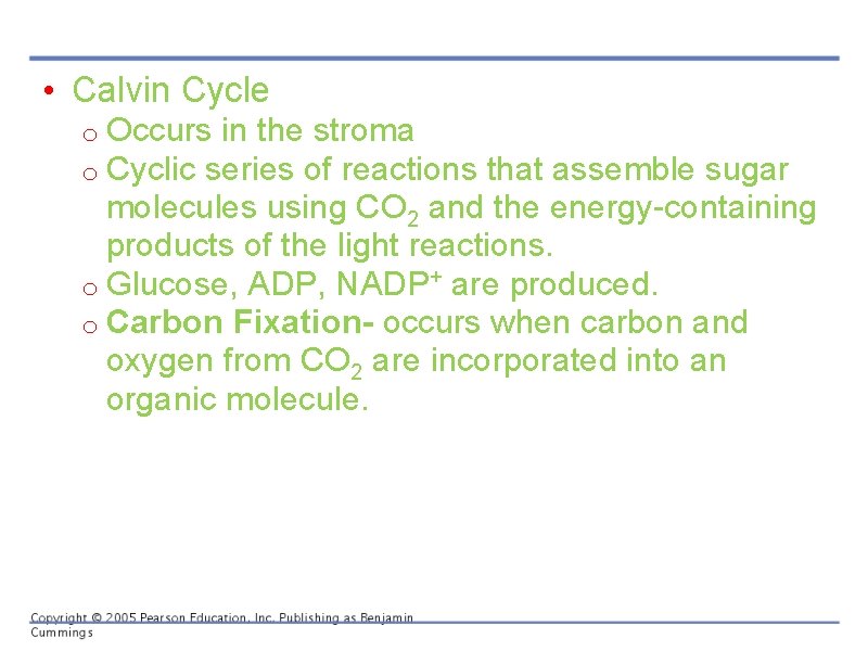  • Calvin Cycle o Occurs in the stroma o Cyclic series of reactions