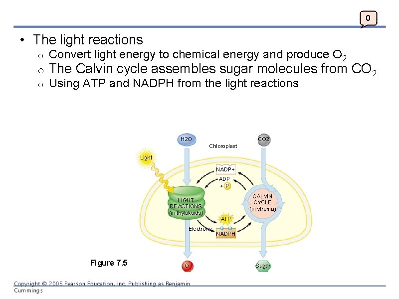 0 • The light reactions o o o Convert light energy to chemical energy