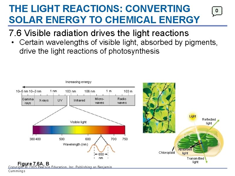 THE LIGHT REACTIONS: CONVERTING SOLAR ENERGY TO CHEMICAL ENERGY 0 7. 6 Visible radiation