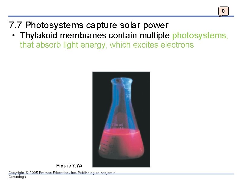 0 7. 7 Photosystems capture solar power • Thylakoid membranes contain multiple photosystems, that