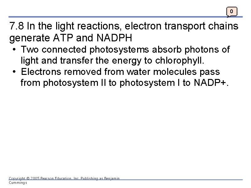 0 7. 8 In the light reactions, electron transport chains generate ATP and NADPH