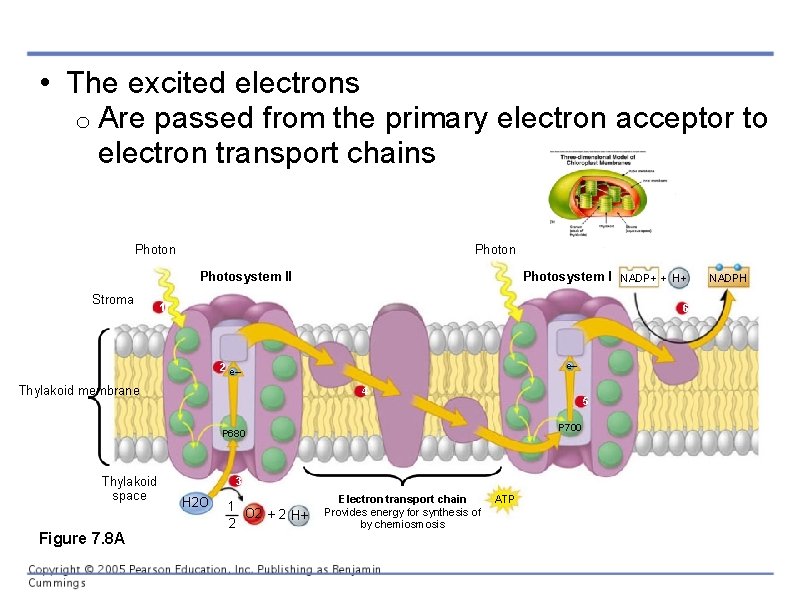  • The excited electrons o Are passed from the primary electron acceptor to