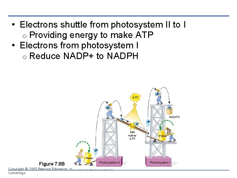  • Electrons shuttle from photosystem II to I o Providing energy to make