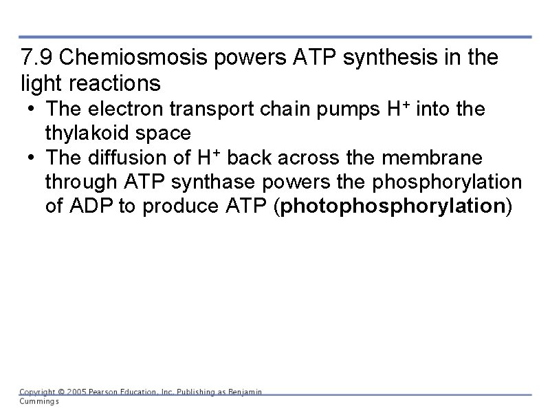 7. 9 Chemiosmosis powers ATP synthesis in the light reactions • The electron transport