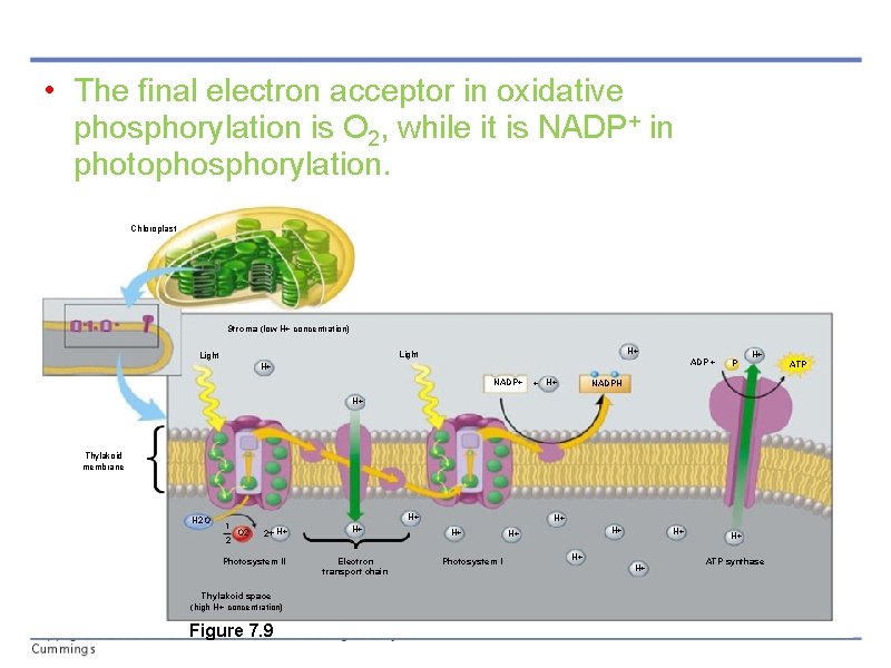  • The final electron acceptor in oxidative phosphorylation is O 2, while it