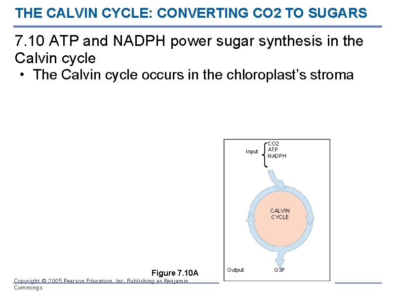 THE CALVIN CYCLE: CONVERTING CO 2 TO SUGARS 7. 10 ATP and NADPH power