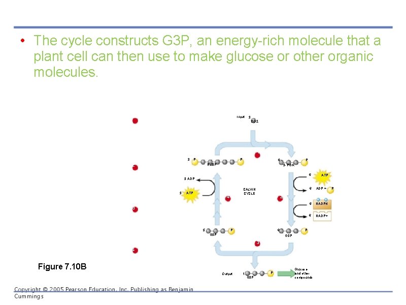  • The cycle constructs G 3 P, an energy-rich molecule that a plant