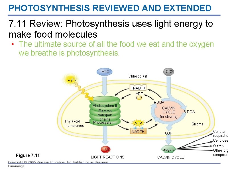 PHOTOSYNTHESIS REVIEWED AND EXTENDED 7. 11 Review: Photosynthesis uses light energy to make food