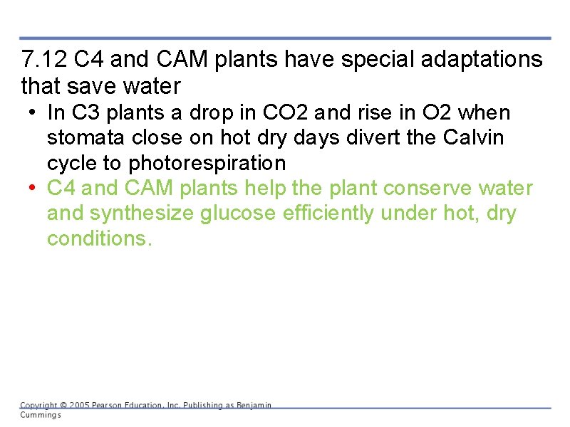7. 12 C 4 and CAM plants have special adaptations that save water •