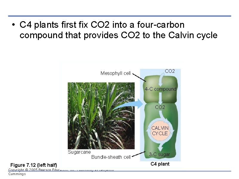  • C 4 plants first fix CO 2 into a four-carbon compound that