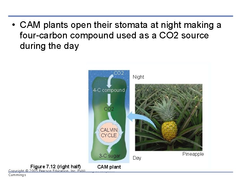  • CAM plants open their stomata at night making a four-carbon compound used