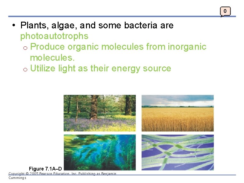 0 • Plants, algae, and some bacteria are photoautotrophs o Produce organic molecules from