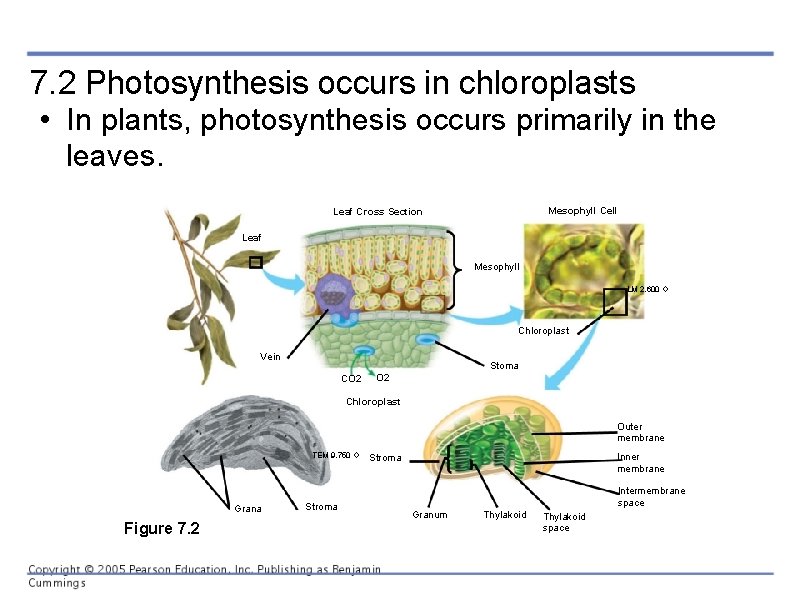 7. 2 Photosynthesis occurs in chloroplasts • In plants, photosynthesis occurs primarily in the