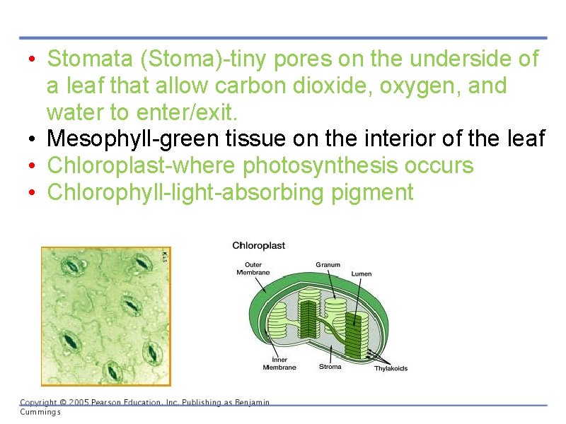  • Stomata (Stoma)-tiny pores on the underside of a leaf that allow carbon