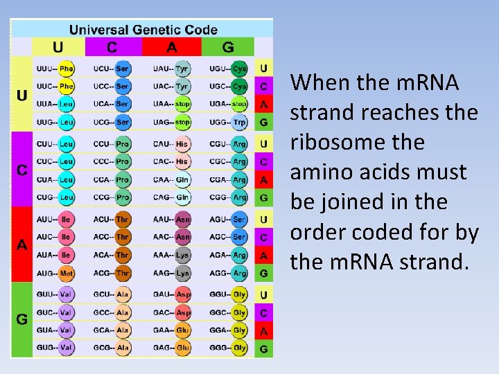 When the m. RNA strand reaches the ribosome the amino acids must be joined