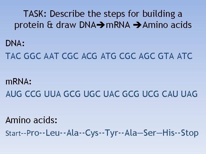 TASK: Describe the steps for building a protein & draw DNA m. RNA Amino