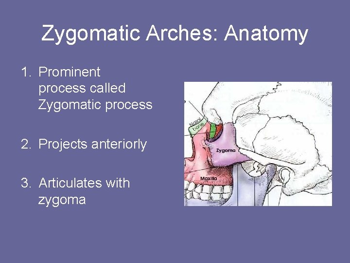 Zygomatic Arches: Anatomy 1. Prominent process called Zygomatic process 2. Projects anteriorly 3. Articulates