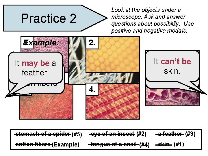 Look at the objects under a microscope. Ask and answer questions about possibility. Use