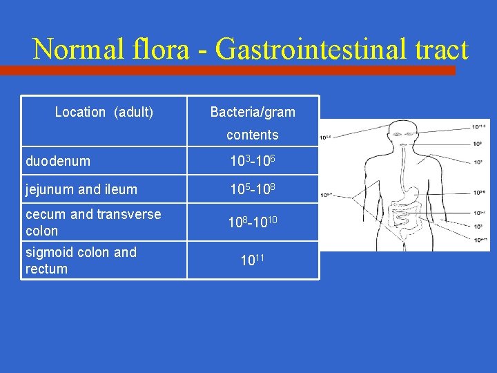 Normal flora - Gastrointestinal tract Location (adult) Bacteria/gram contents duodenum 103 -106 jejunum and