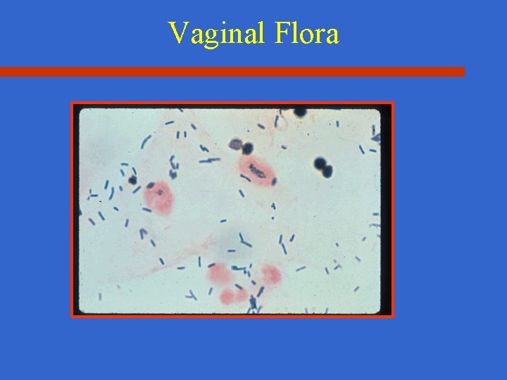 Vaginal Flora 