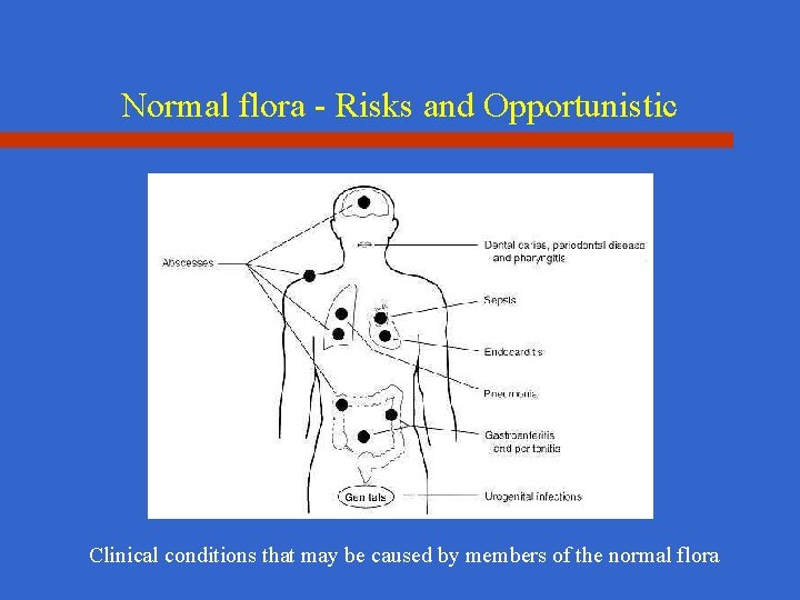 Normal flora - Risks and Opportunistic Clinical conditions that may be caused by members