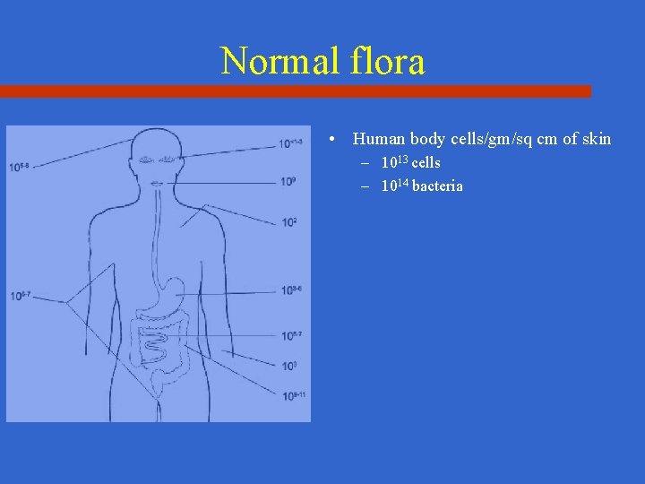 Normal flora • Human body cells/gm/sq cm of skin – 1013 cells – 1014
