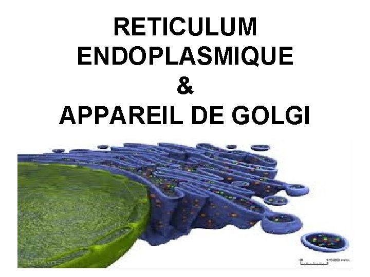RETICULUM ENDOPLASMIQUE & APPAREIL DE GOLGI 