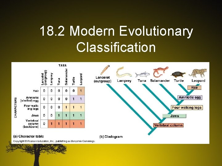 18. 2 Modern Evolutionary Classification 