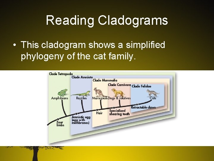Reading Cladograms • This cladogram shows a simplified phylogeny of the cat family. 