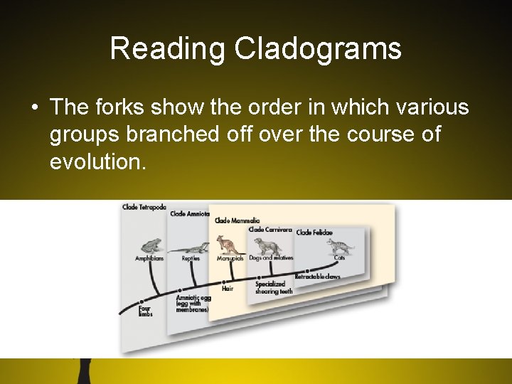 Reading Cladograms • The forks show the order in which various groups branched off