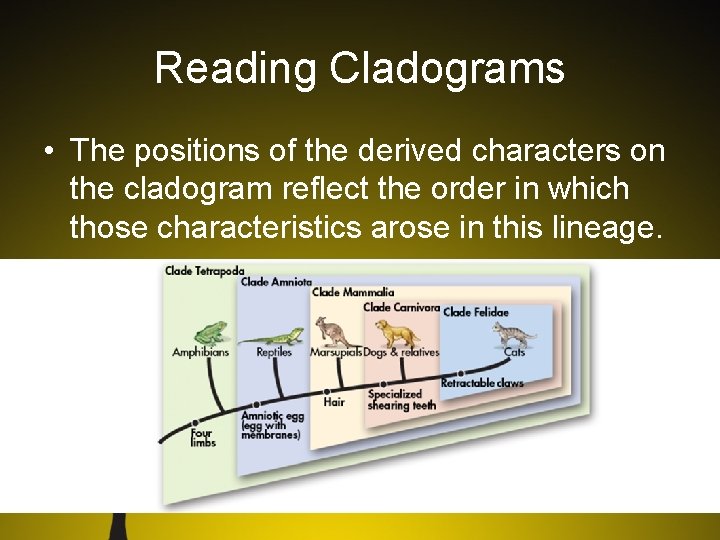 Reading Cladograms • The positions of the derived characters on the cladogram reflect the