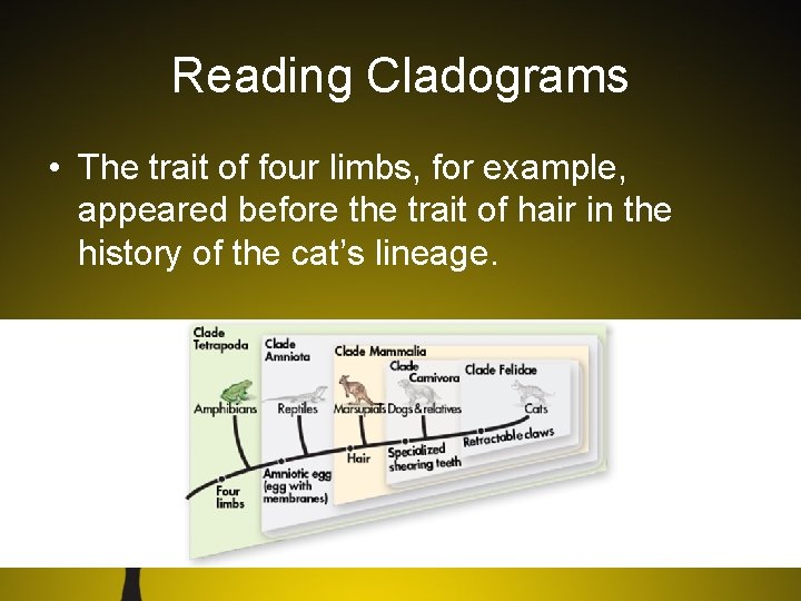 Reading Cladograms • The trait of four limbs, for example, appeared before the trait