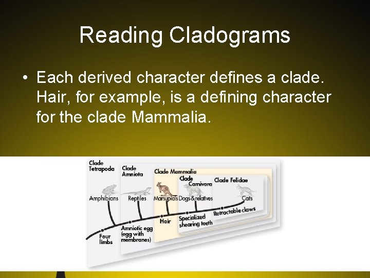 Reading Cladograms • Each derived character defines a clade. Hair, for example, is a