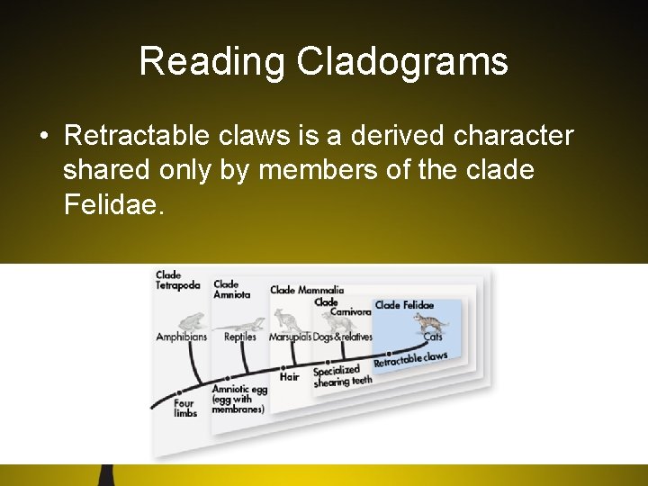 Reading Cladograms • Retractable claws is a derived character shared only by members of