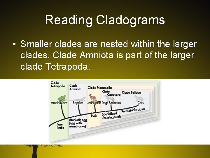 Reading Cladograms • Smaller clades are nested within the larger clades. Clade Amniota is