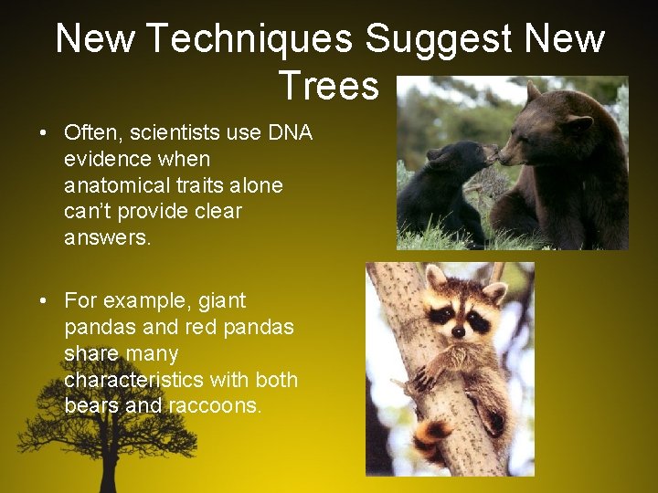 New Techniques Suggest New Trees • Often, scientists use DNA evidence when anatomical traits