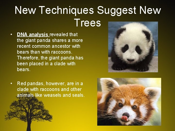 New Techniques Suggest New Trees • DNA analysis revealed that the giant panda shares