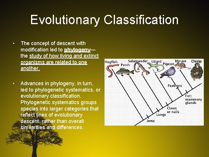 Evolutionary Classification • The concept of descent with modification led to phylogeny— the study