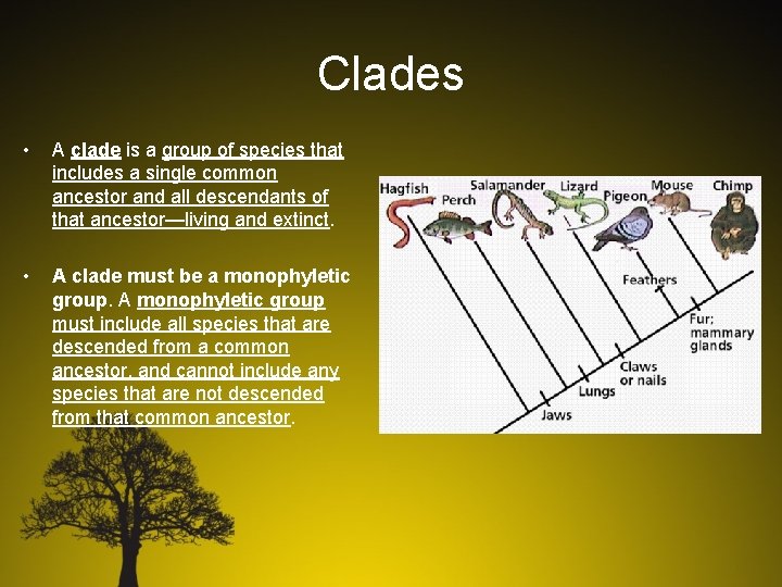 Clades • A clade is a group of species that includes a single common