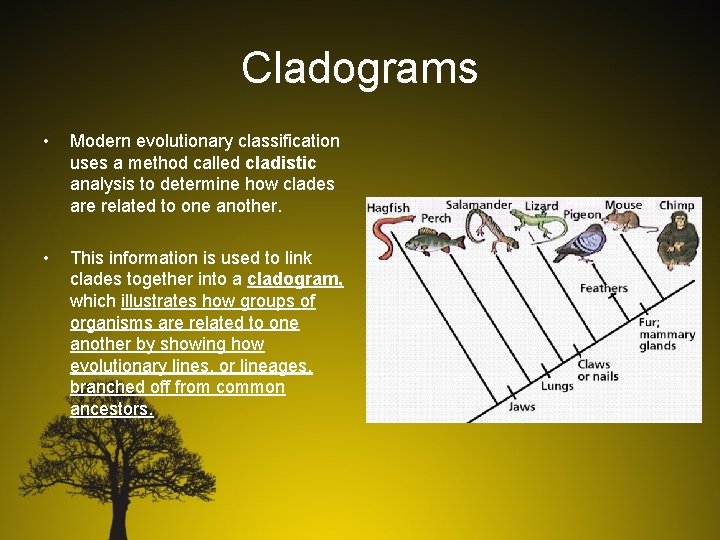 Cladograms • Modern evolutionary classification uses a method called cladistic analysis to determine how