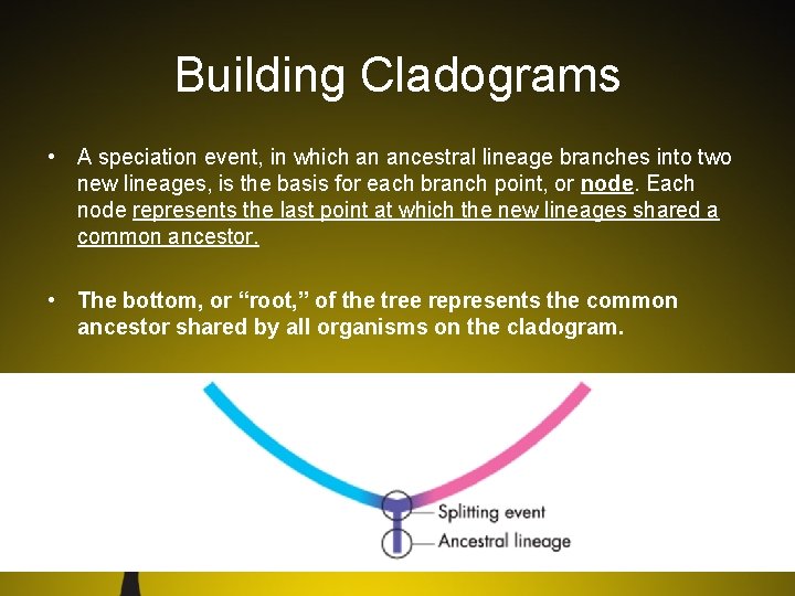 Building Cladograms • A speciation event, in which an ancestral lineage branches into two