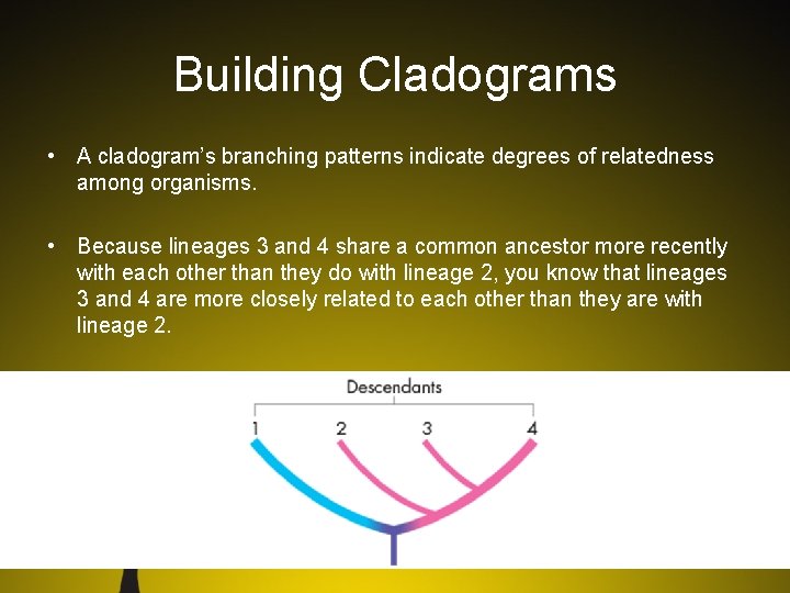 Building Cladograms • A cladogram’s branching patterns indicate degrees of relatedness among organisms. •