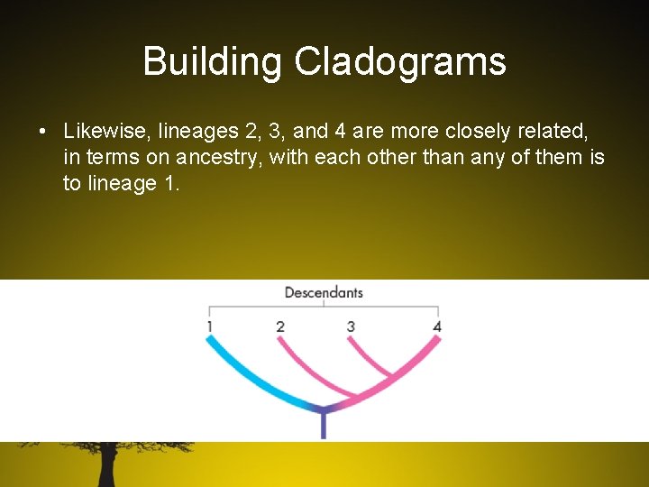 Building Cladograms • Likewise, lineages 2, 3, and 4 are more closely related, in