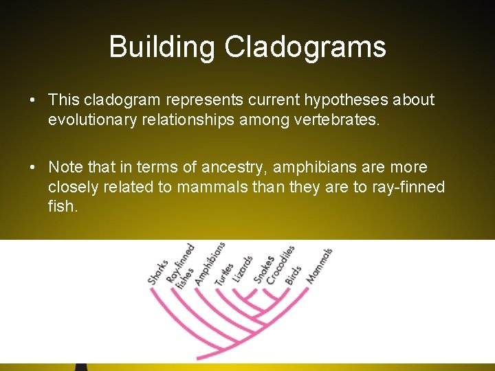 Building Cladograms • This cladogram represents current hypotheses about evolutionary relationships among vertebrates. •
