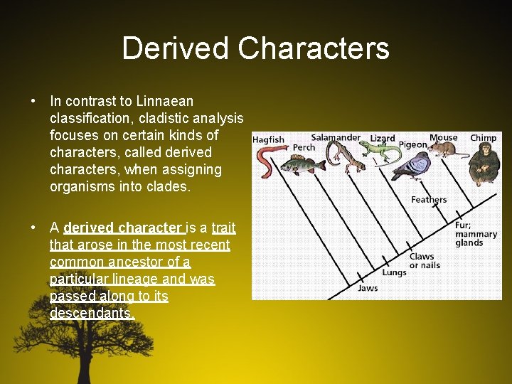 Derived Characters • In contrast to Linnaean classification, cladistic analysis focuses on certain kinds