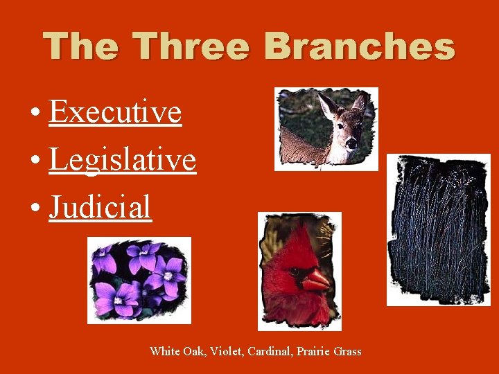 The Three Branches • Executive • Legislative • Judicial White Oak, Violet, Cardinal, Prairie