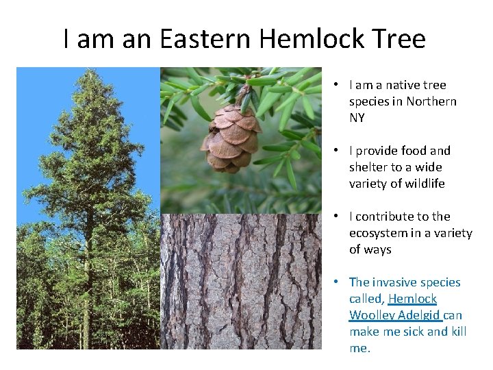 I am an Eastern Hemlock Tree • I am a native tree species in